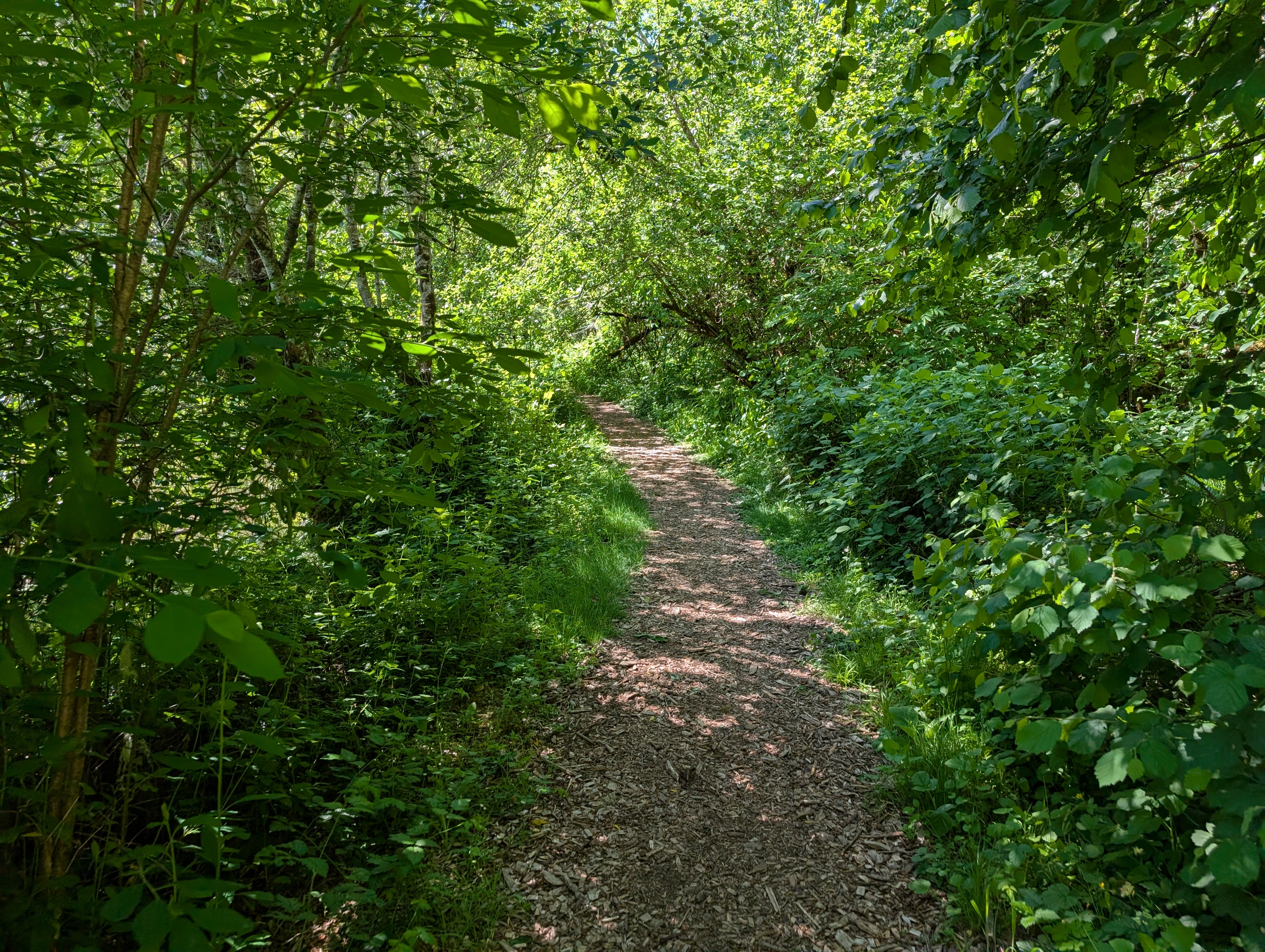 Camp Serene nature