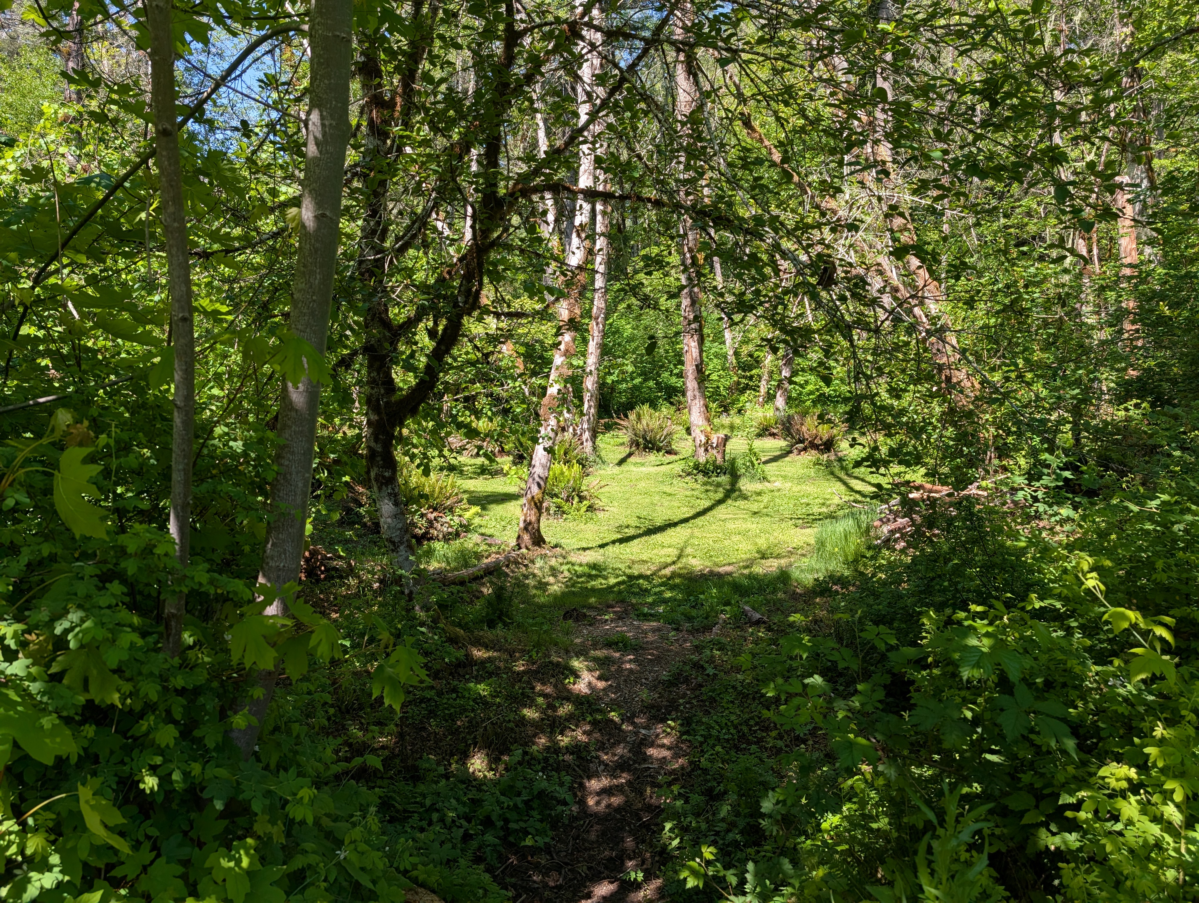 Camp Serene nature