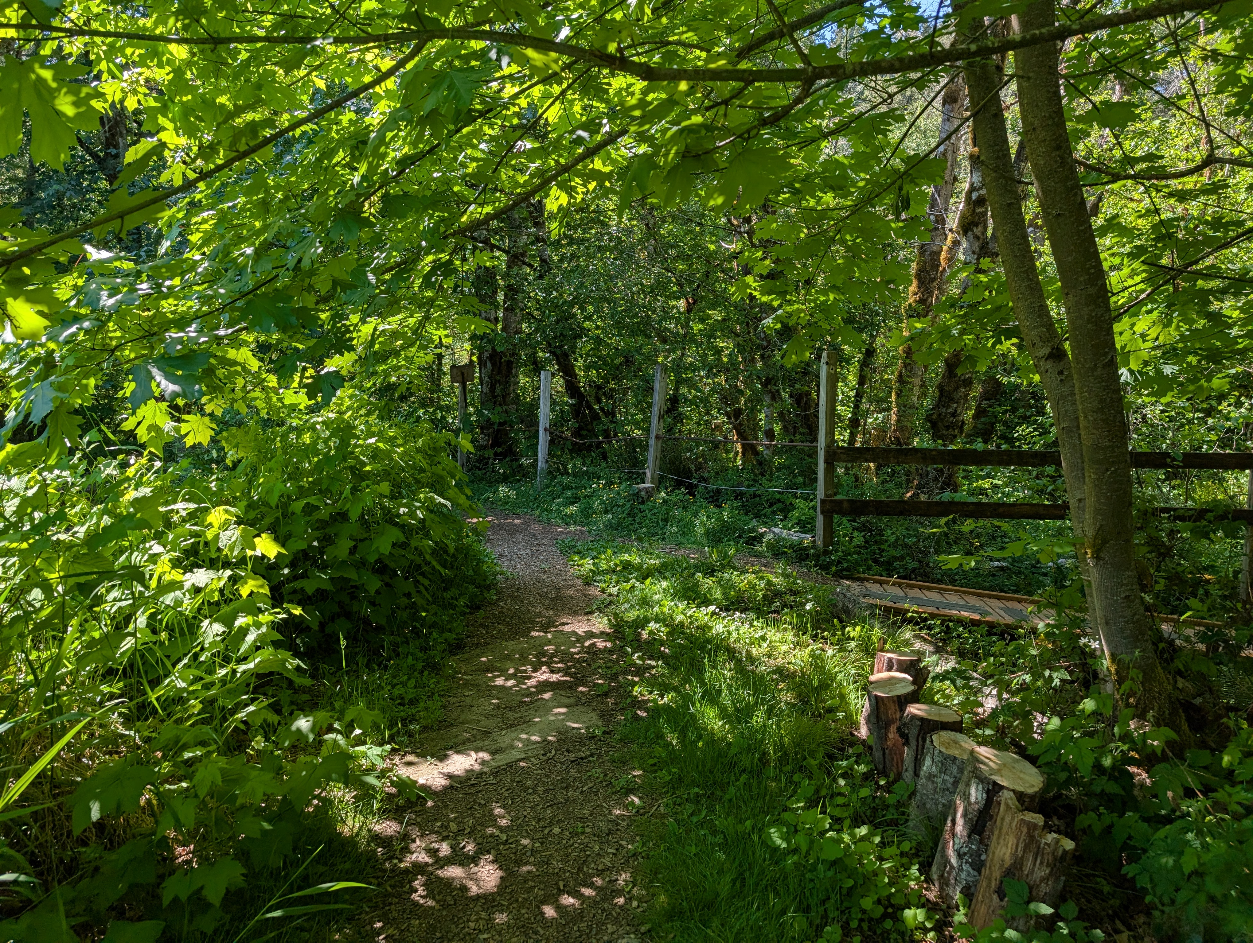 Camp Serene nature