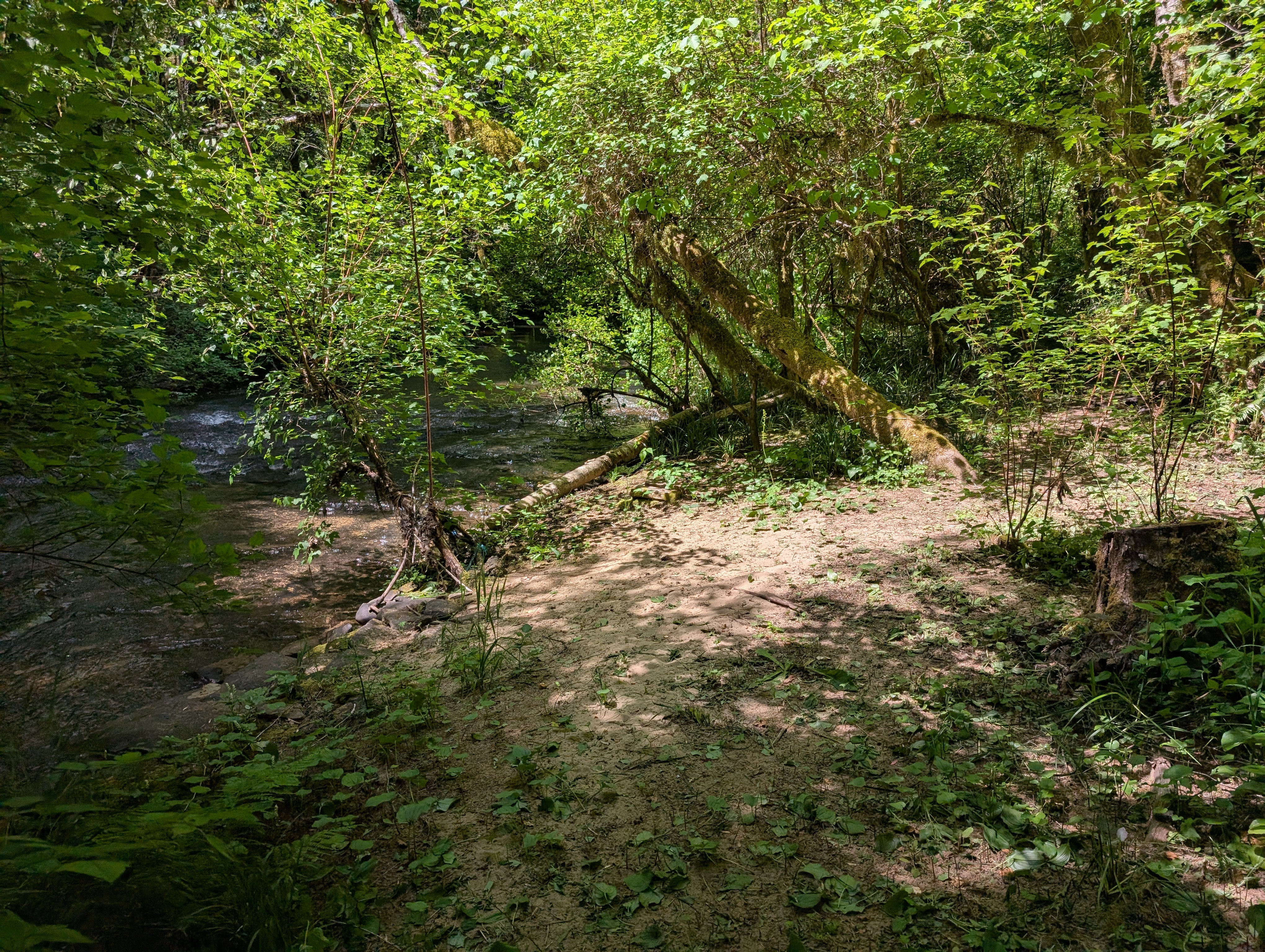 Camp Serene nature